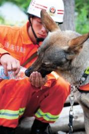 救援人員給搜救犬餵水