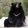 黑熊喜馬拉雅亞種