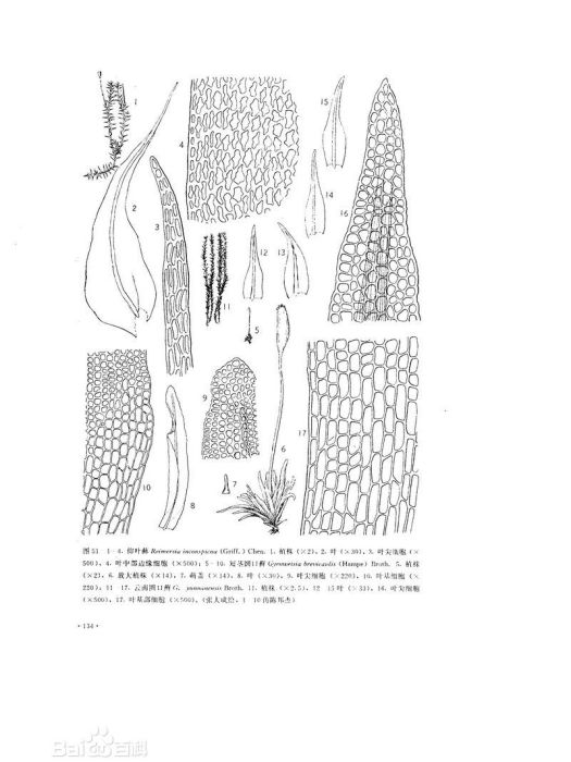 雲南圓口蘚 雲南圓口蘚