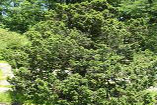 Tsuga canadensis \x27Lewis\x27 Tsuga canadensis \x27Lewis\x27