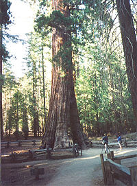加利福尼亞樹