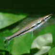鉛筆魚 鉛筆魚