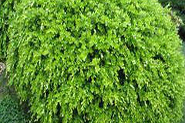 Buxus microphylla var. japonica Buxus microphylla var. japonica