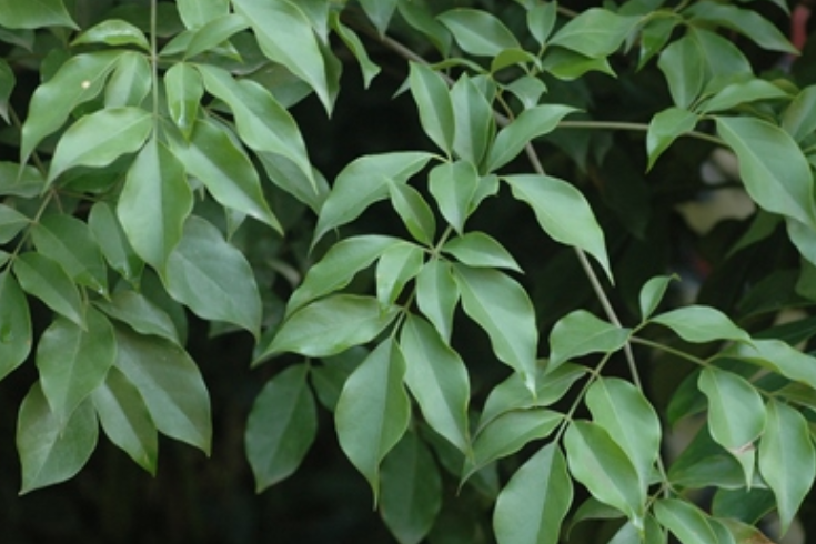 牛尾豆 牛尾豆