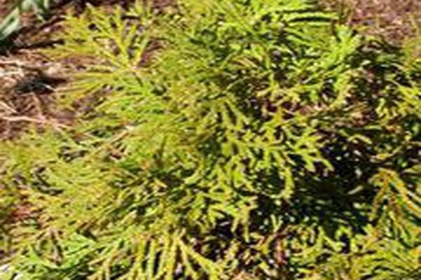 Thuja occidentalis \x27Little Gem\x27 Thuja occidentalis \x27Little Gem\x27