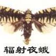 輻射夜蛾
