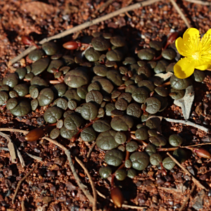 Portulaca cyclophylla