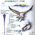 生物放大 生物放大