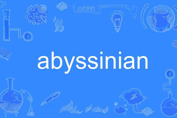 abyssinian abyssinian