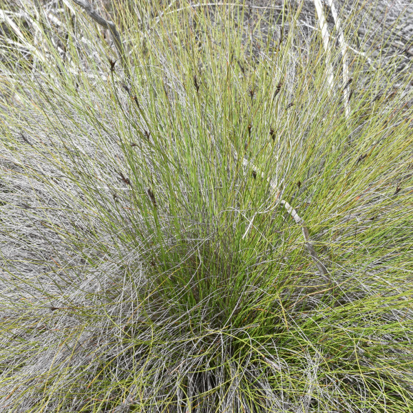 Lepidosperma carphoides