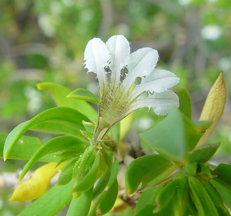 Scaevola kallophylla