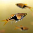 三角燈魚 三角燈魚