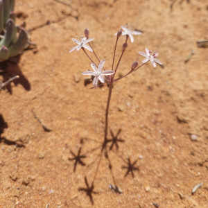 Strumaria merxmuelleriana