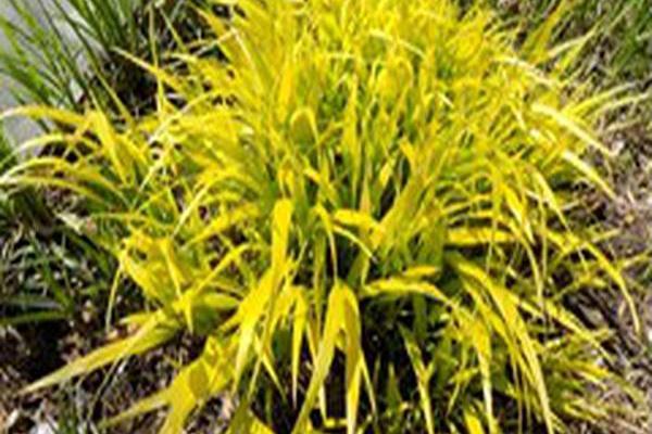 Hakonechloa macra \x27Aureola\x27 Hakonechloa macra \x27Aureola\x27