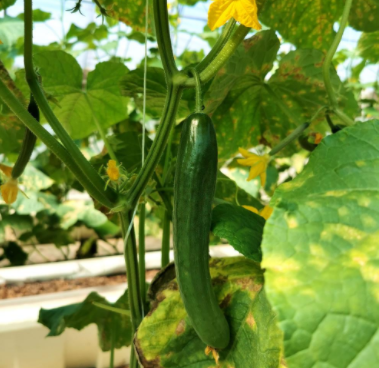瓊農科11號 瓊農科11號