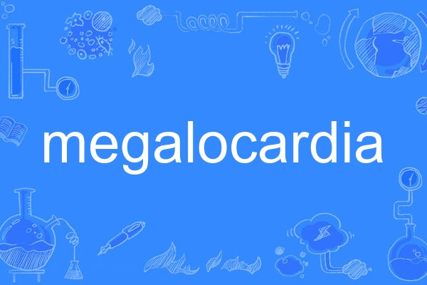 megalocardia megalocardia