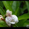 小駁骨(爵床科植物)