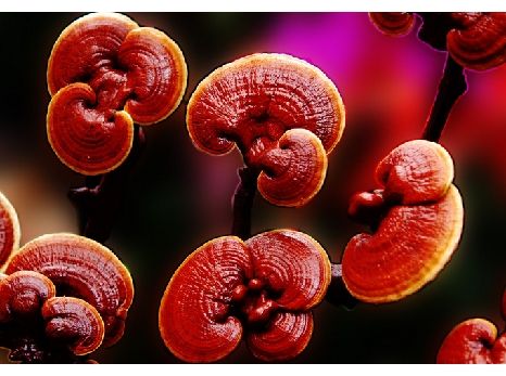 龍芝2號 龍芝2號