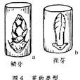 鱗芽 鱗芽