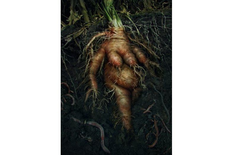 曼德拉草(《巫師之昆特牌》中的生物類中立銀級卡牌) 曼德拉草(《巫師之昆特牌》中的生物類中立銀級卡牌)