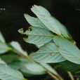 倒卵葉青岡 倒卵葉青岡