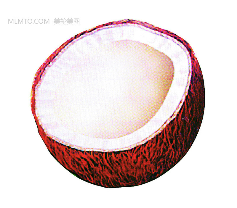 椰子瓢切面圖
