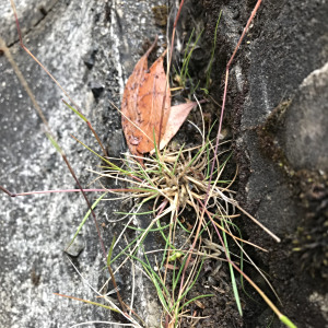Rytidosperma diemenicum