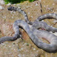 劍尾海蛇屬