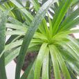 龍鬚(一種植物) 龍鬚(一種植物)