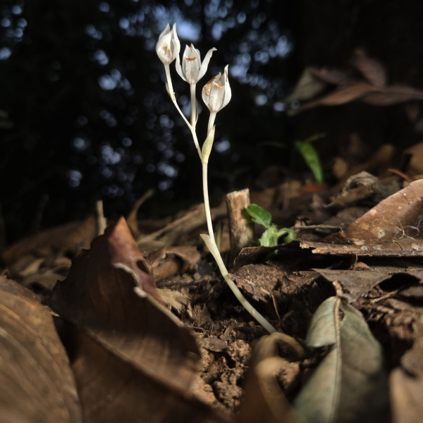 Cephalanthera exigua
