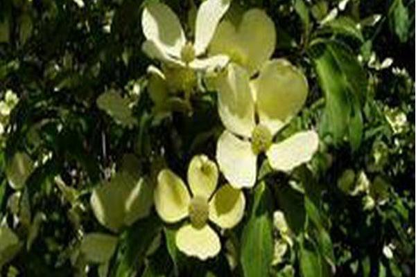 Cornus capitata Cornus capitata