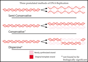 DNA複製的三種模型