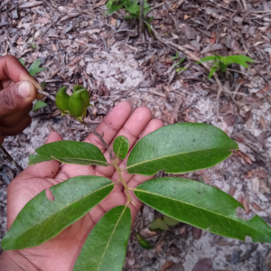 Diospyros tropophylla