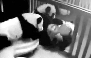 熊貓寶寶打群架事件