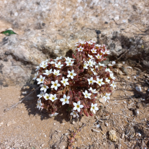 Pistorinia brachyantha