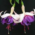 倒掛金鐘(吊鐘花)
