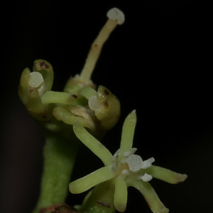Struthanthus phillyreoides