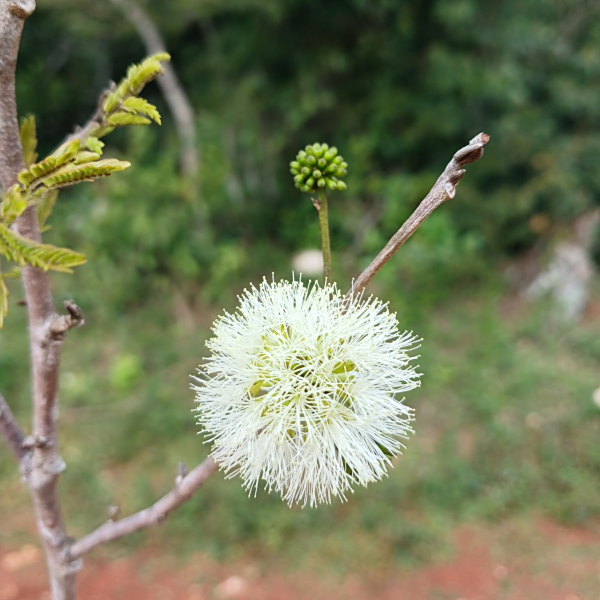 Cojoba zanonii