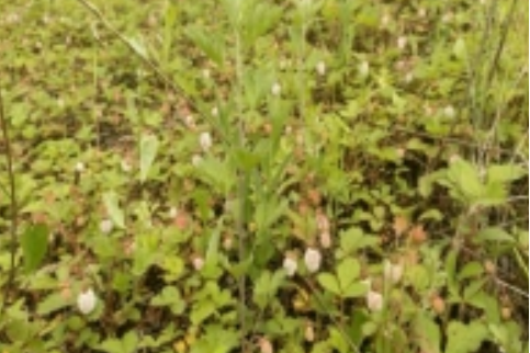 莊窠村 莊窠村