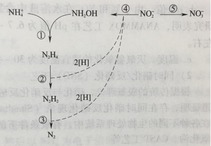 圖1 氨被微生物氧化反應時的可能途徑示意