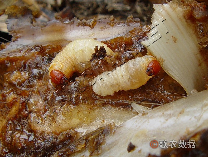 香蕉黑帶象甲幼蟲圖