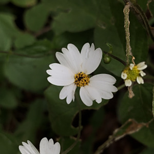 Alloispermum michoacanum