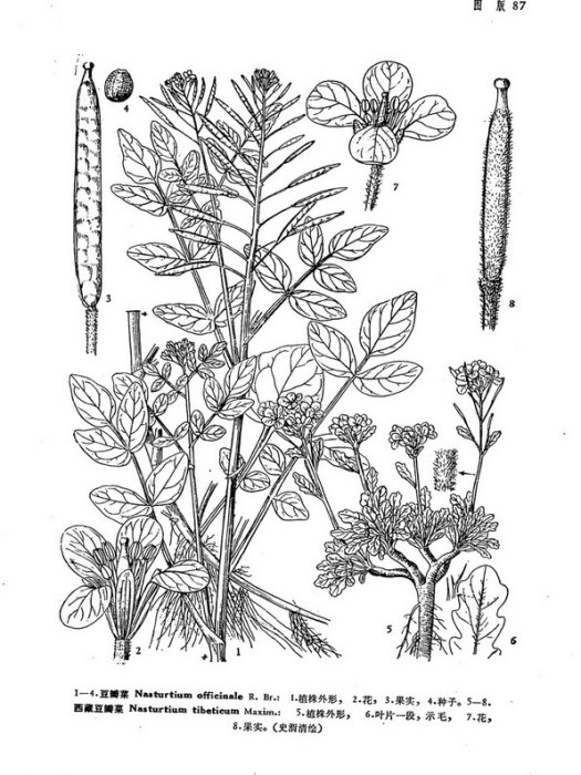 高山芥 高山芥