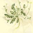 蟲蓮(植物物種) 蟲蓮(植物物種)
