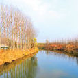 蓮陰河 蓮陰河