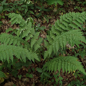 Dryopteris intermedia