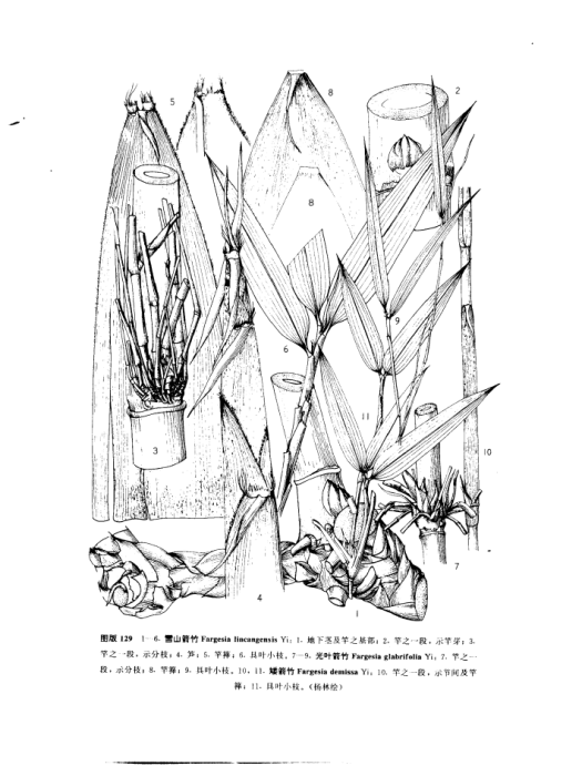 矮箭竹 矮箭竹