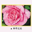 和平之光 和平之光