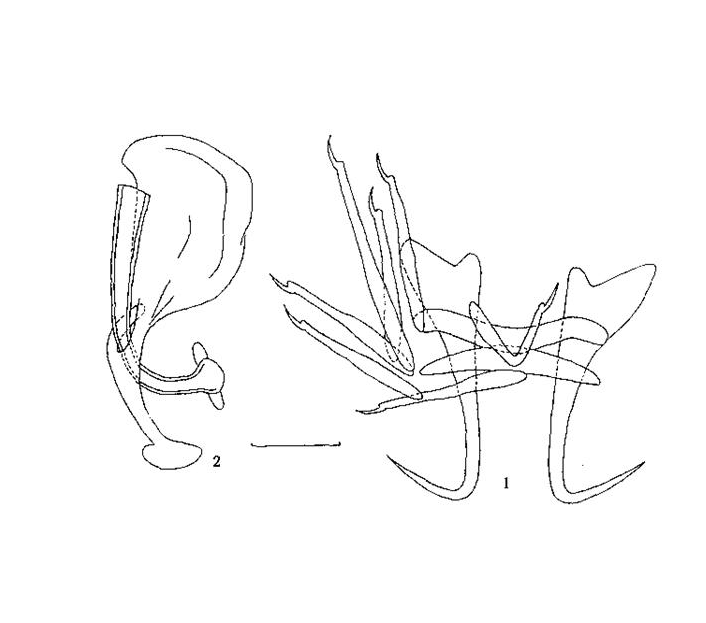 北方指環蟲 北方指環蟲