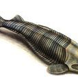 甲冑魚 甲冑魚